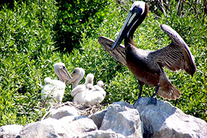 Baby Brown Pelicans being protected and watched over by their parents