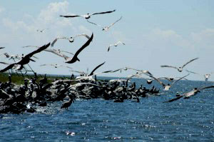 Brown Pelicans nesting grounds on a secluded island