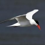 Tern and other birds seen in their natural habitat